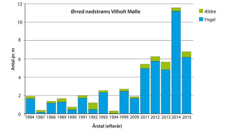 Graf, der viser, at der er kommet flere ørreder i Gudenåen ved Vilholt Mølle, efter at opstemningen er fjernet